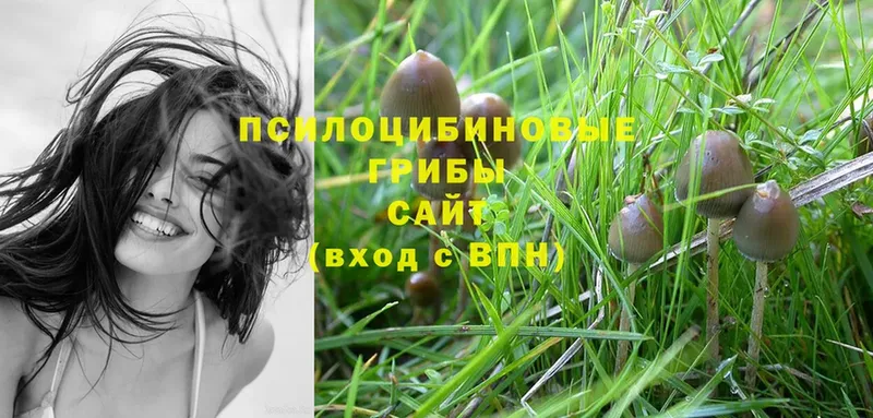 Псилоцибиновые грибы Psilocybe  Гусиноозёрск 